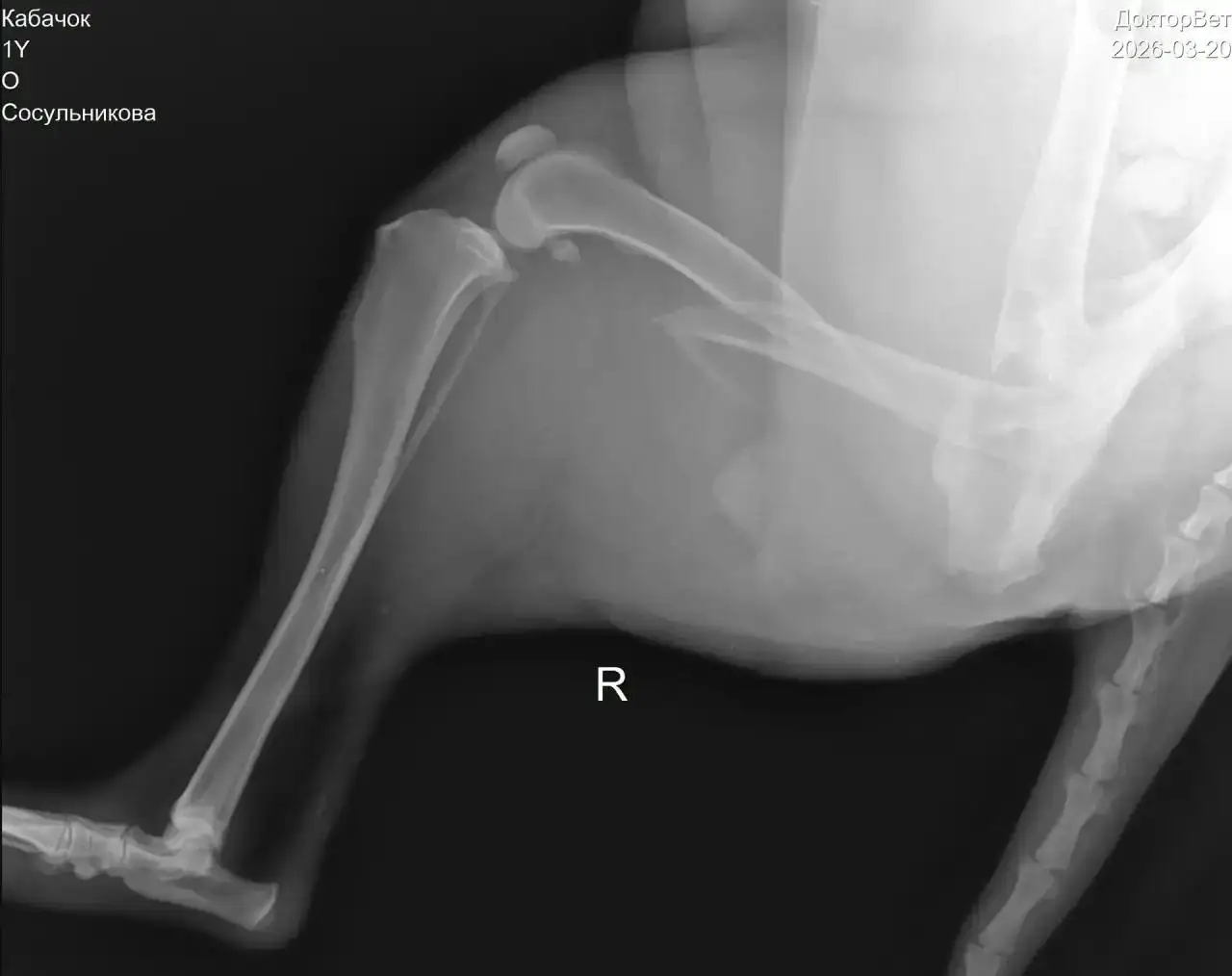 Сбор на операцию для кабачка (кошки/собаки) после ДТП - Благотворительный сбор (Животные) в Саратов