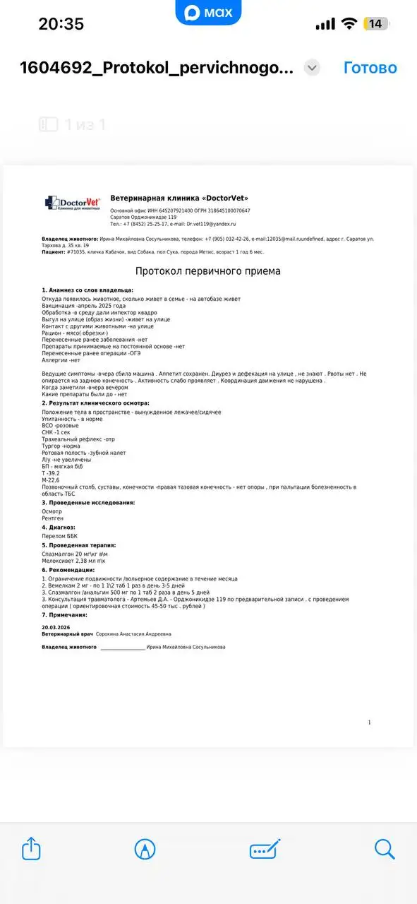 Сбор на операцию для кабачка (кошки/собаки) после ДТП - Благотворительный сбор (Животные) в Саратов