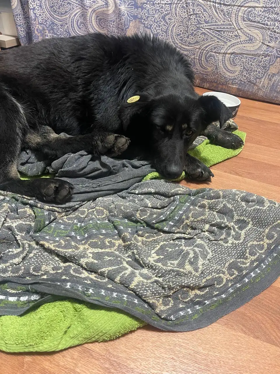 Сбор на операцию для кабачка (кошки/собаки) после ДТП - Благотворительный сбор (Животные) в Саратов