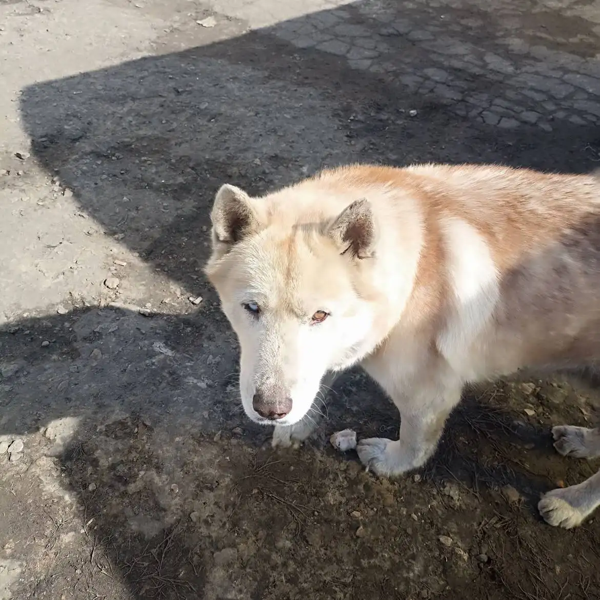 Потерянная собака породы хаски в Калининске - Собаки (Животные) в Калининск