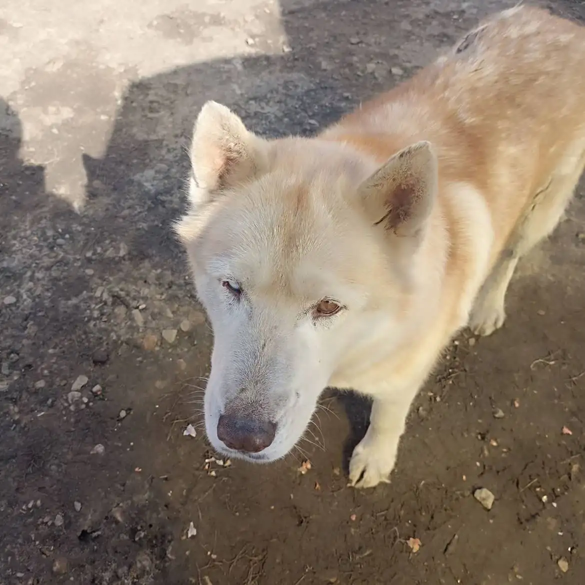 Потерянная собака породы хаски в Калининске - Собаки (Животные) в Калининск