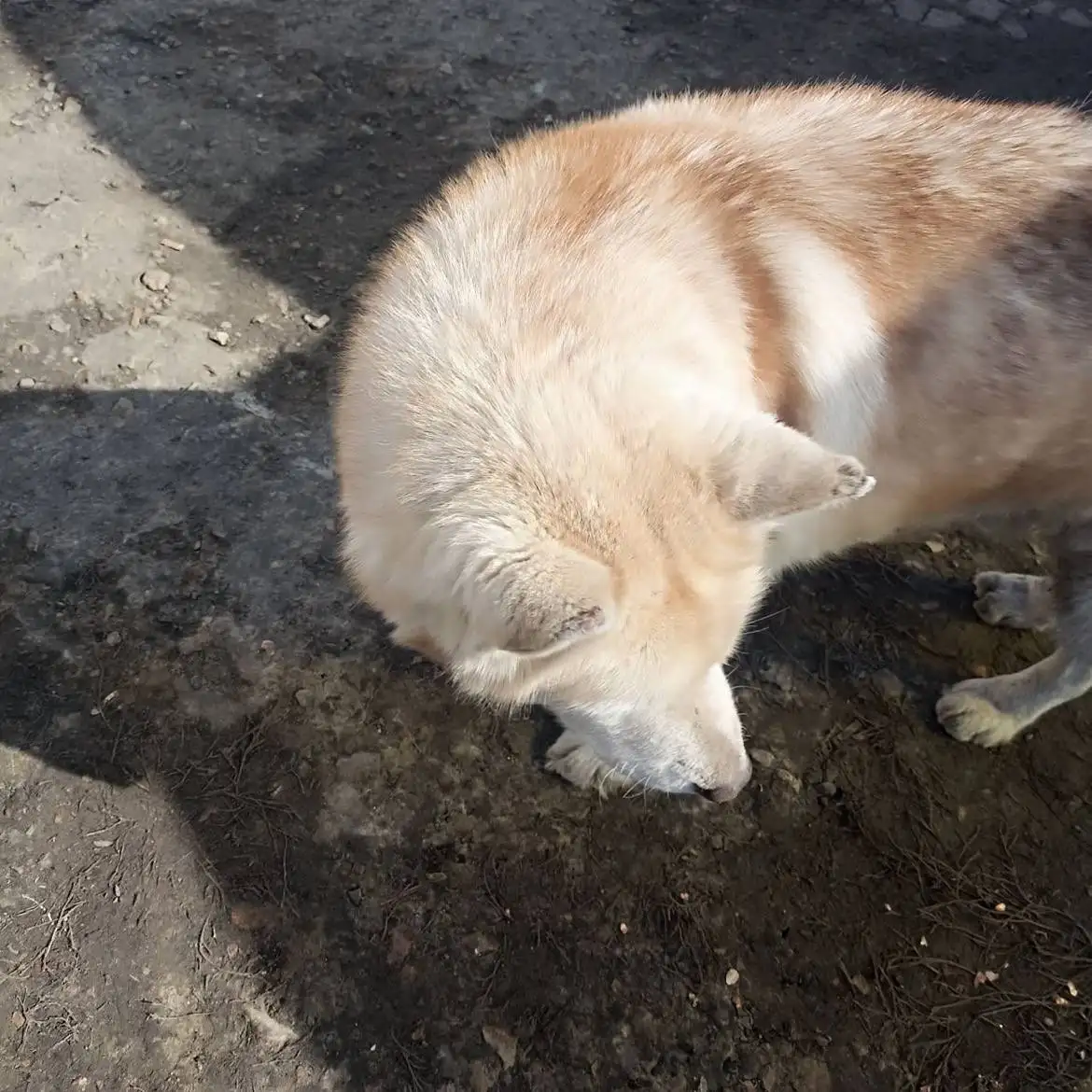 Потерянная собака породы хаски в Калининске - Собаки (Животные) в Калининск