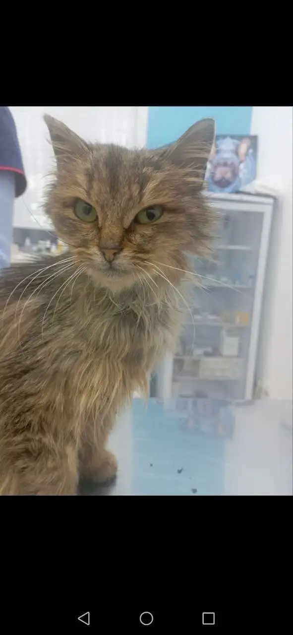 Сбор средств на корм и передержку для кошки Нюши - Кошки (Животные) в Саратов