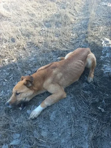 Найдена истощенная собака на Увекском кладбище в Саратове - Благотворительный сбор в Саратов