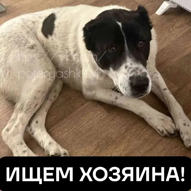 Найдена собака породы алабай в Саратове - Собаки (Животные) в Саратов