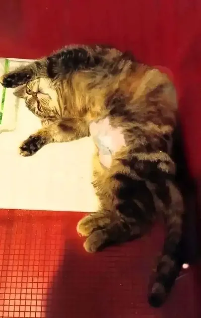 Кошка Куколка в добрые руки в Энгельсе - Найденные животные в Энгельс