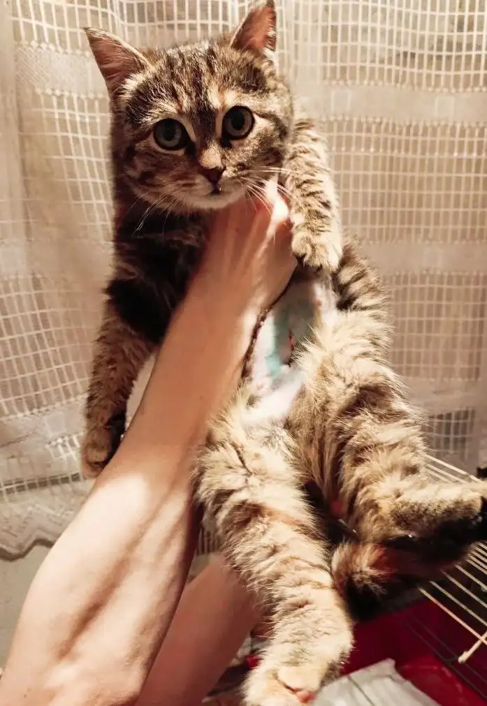 Кошка Куколка в добрые руки в Энгельсе - Кошки (Животные) в Энгельс