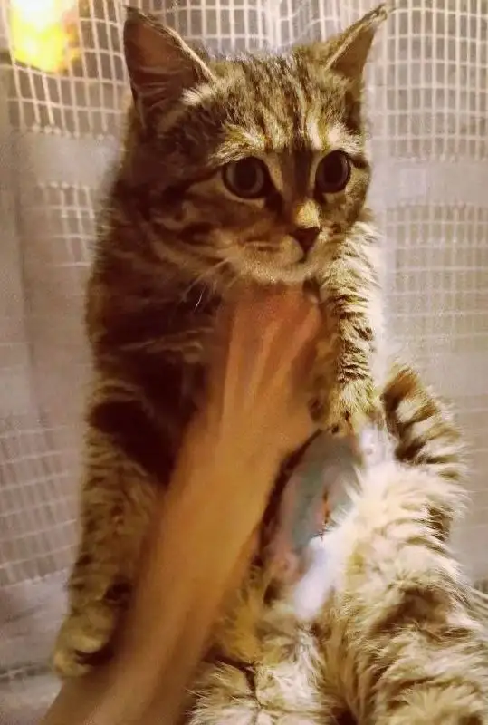 Кошка Куколка в добрые руки в Энгельсе - Кошки (Животные) в Энгельс