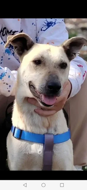 Пристрой пса Голд в Саратове - Благотворительный сбор в Саратов