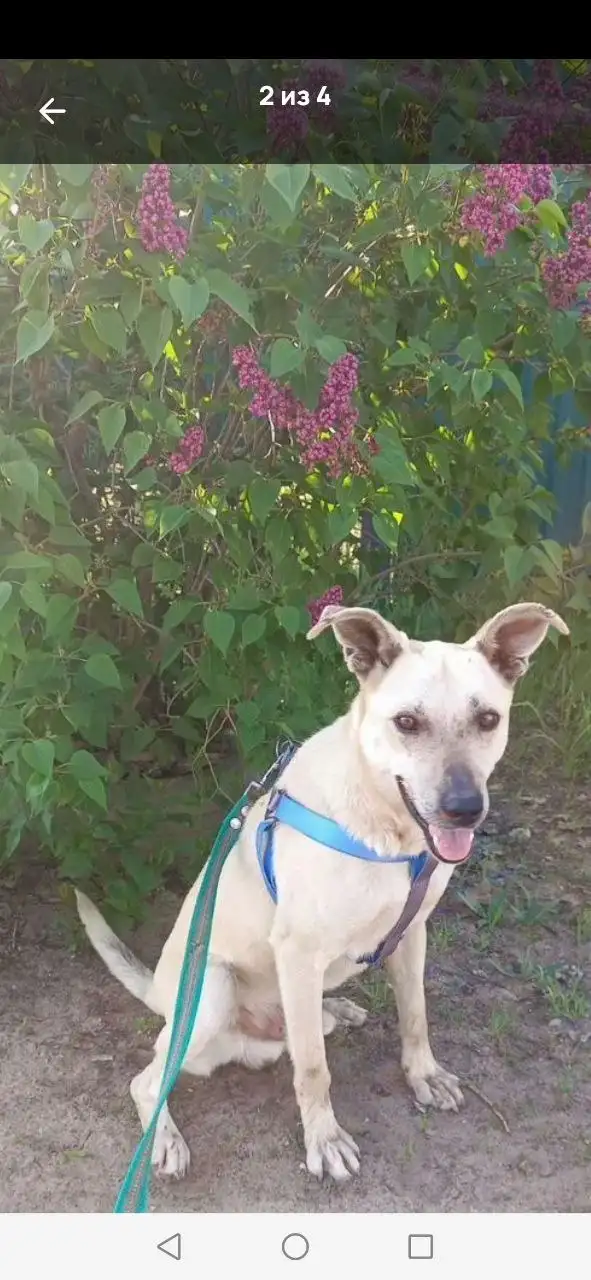 Пристрой пса Голд в Саратове - Собаки (Животные) в Саратов