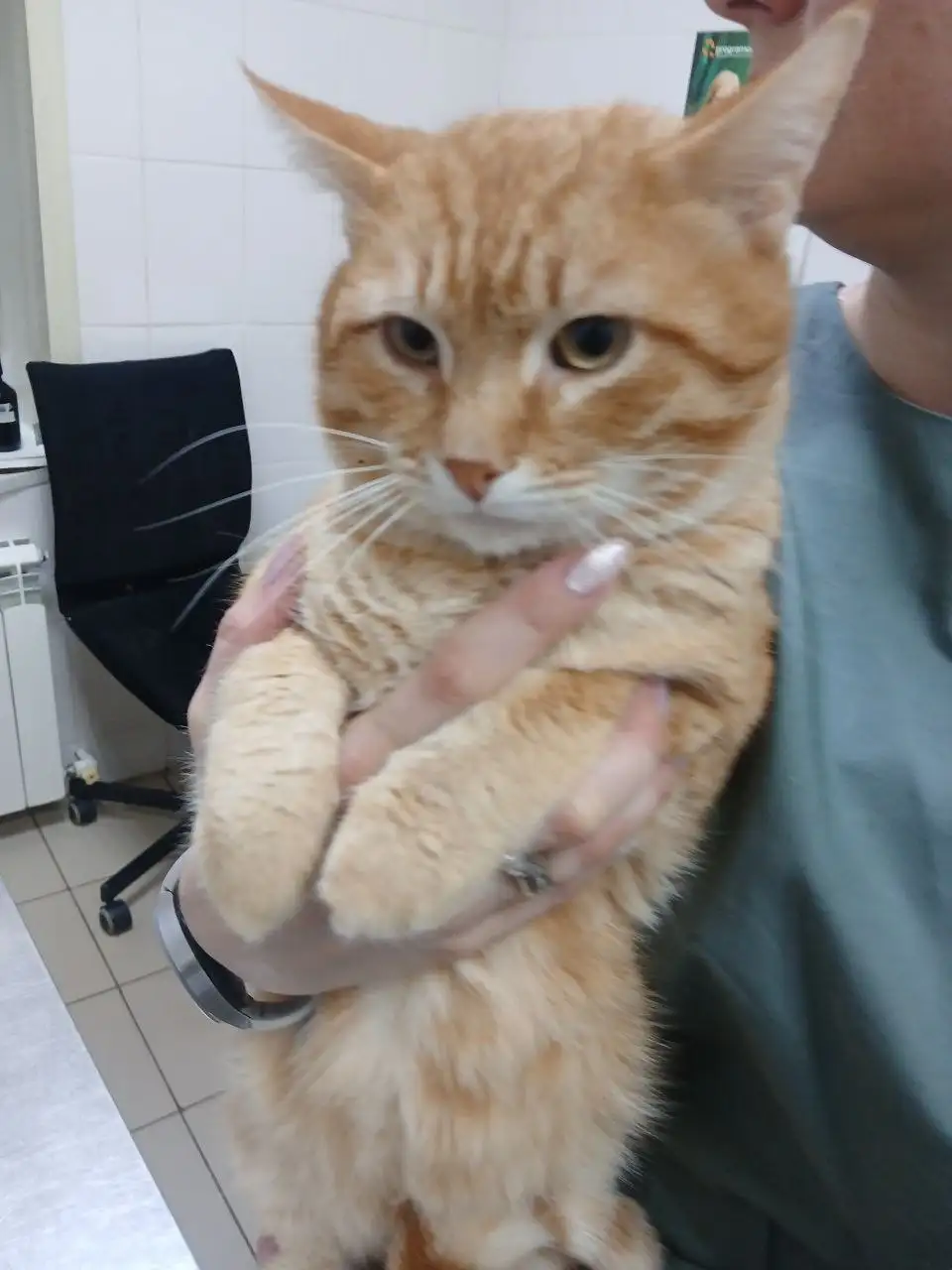 Рыжий кот Кекс ищет семью - Кошки (Животные) в Саратов