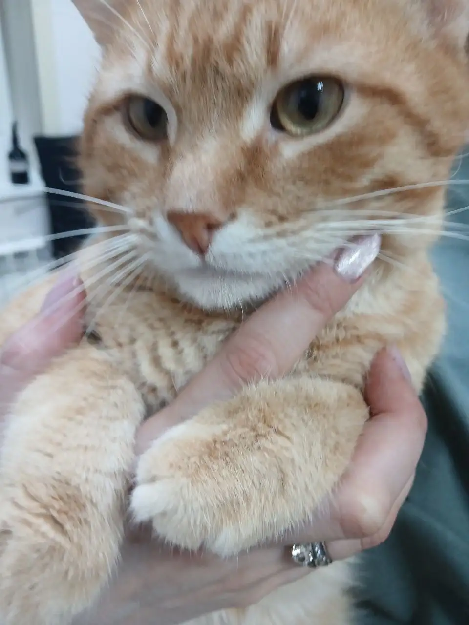 Рыжий кот Кекс ищет семью - Кошки (Животные) в Саратов