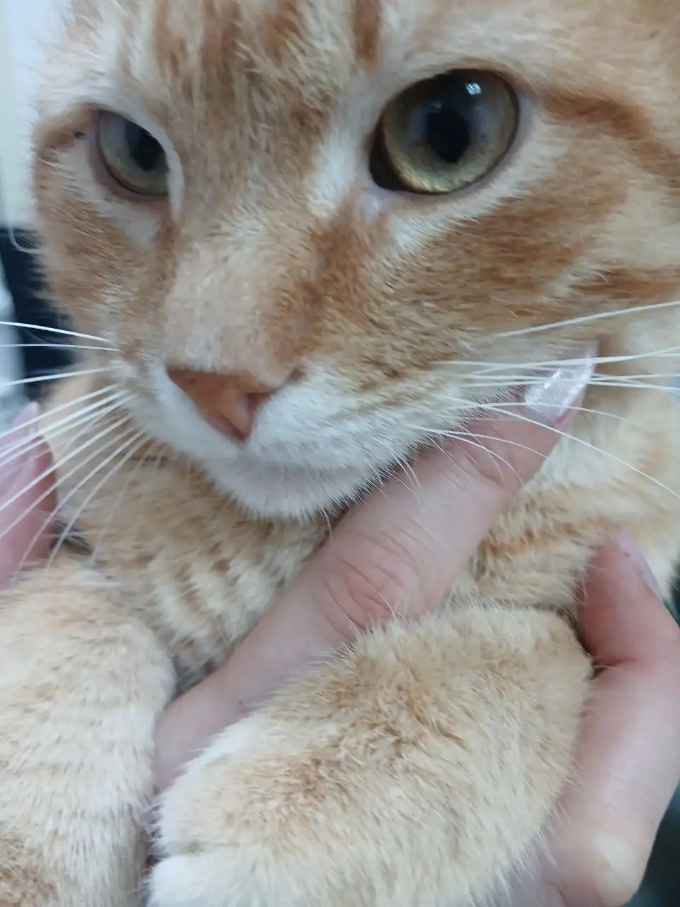 Рыжий кот Кекс ищет семью - Кошки (Животные) в Саратов