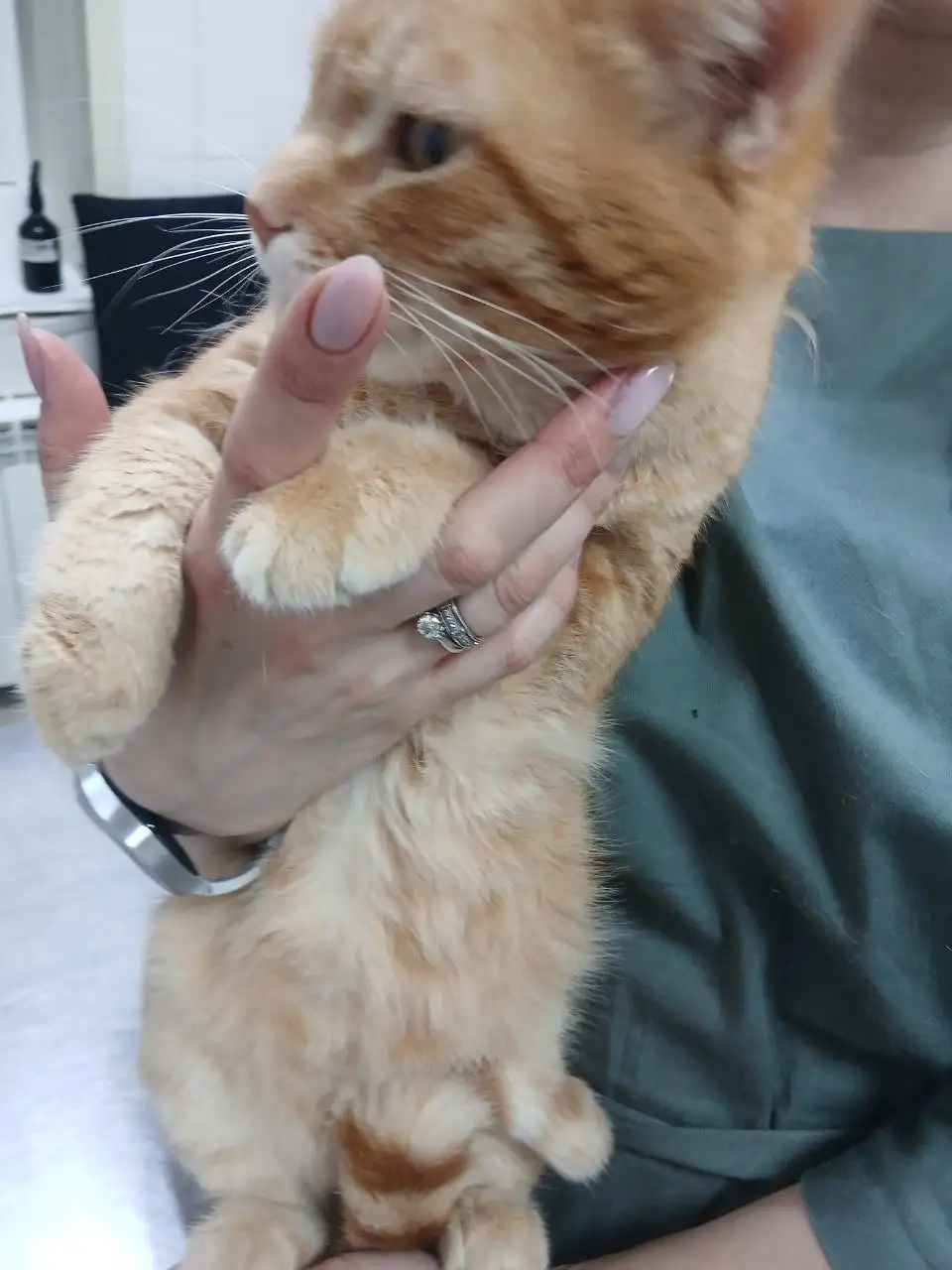 Рыжий кот Кекс ищет семью - Кошки (Животные) в Саратов