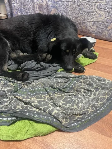 Срочно нужна помощь с котом Кабачком в клинику - Благотворительный сбор в Саратов