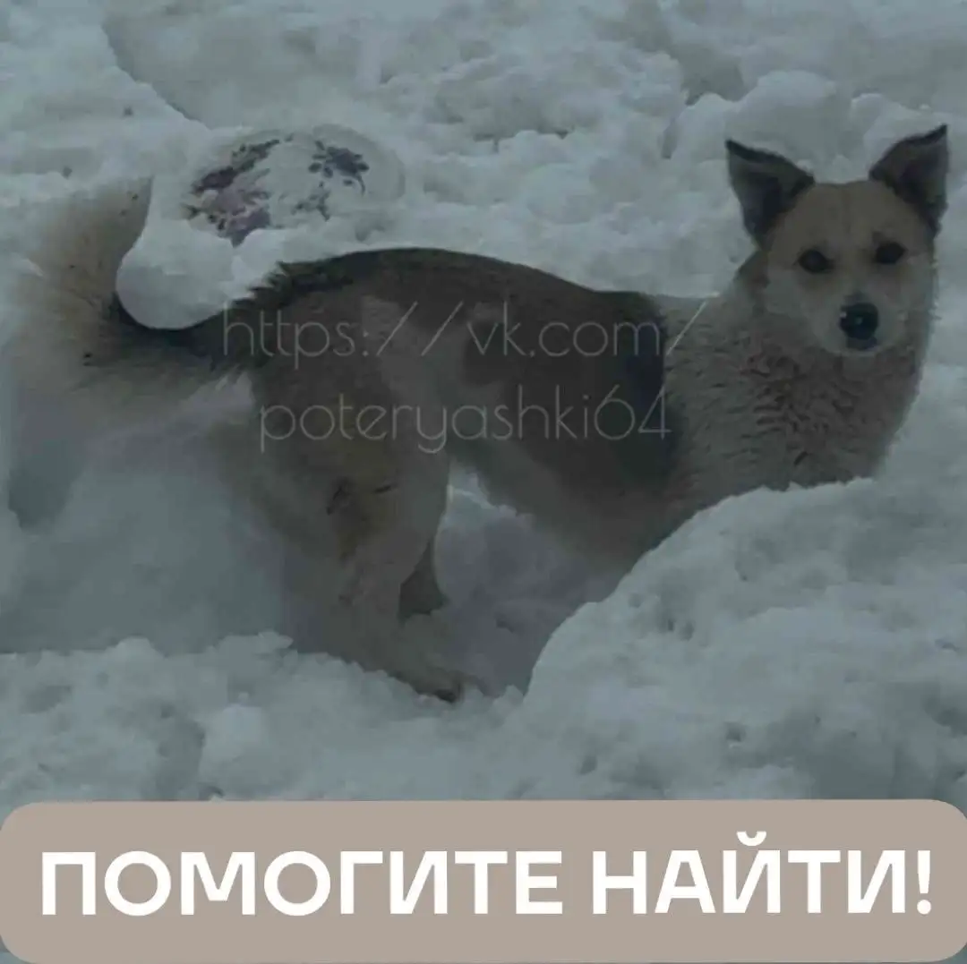 Пропала собака в Саратове - Потерянные животные (Животные) в Саратов