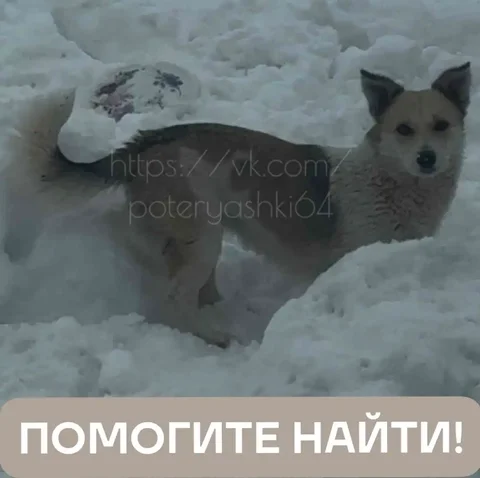 Пропала собака в Саратове - частное объявление в Саратов