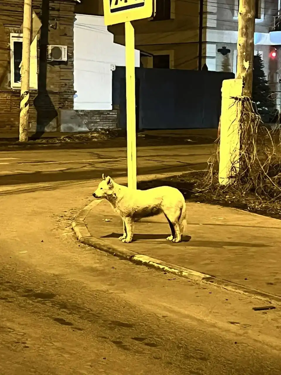 Найдена собака в районе телеграфной в Энгельсе - Найденные животные (Животные) в Энгельс