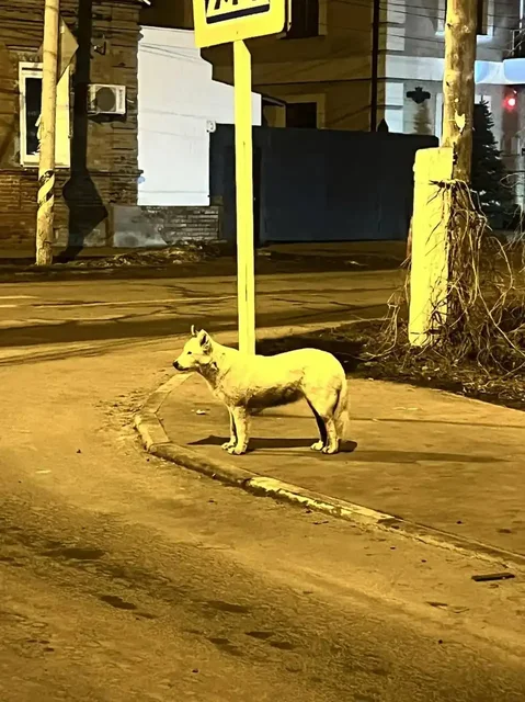 Найдена собака в районе телеграфной в Энгельсе - частное объявление в Энгельс