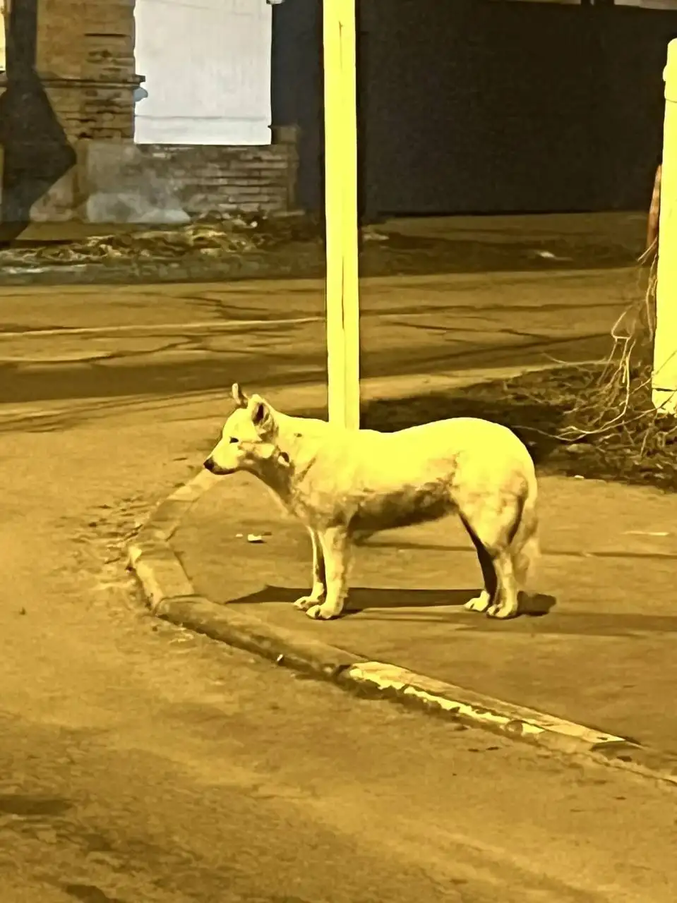 Найдена собака в районе телеграфной в Энгельсе - Найденные животные (Животные) в Энгельс