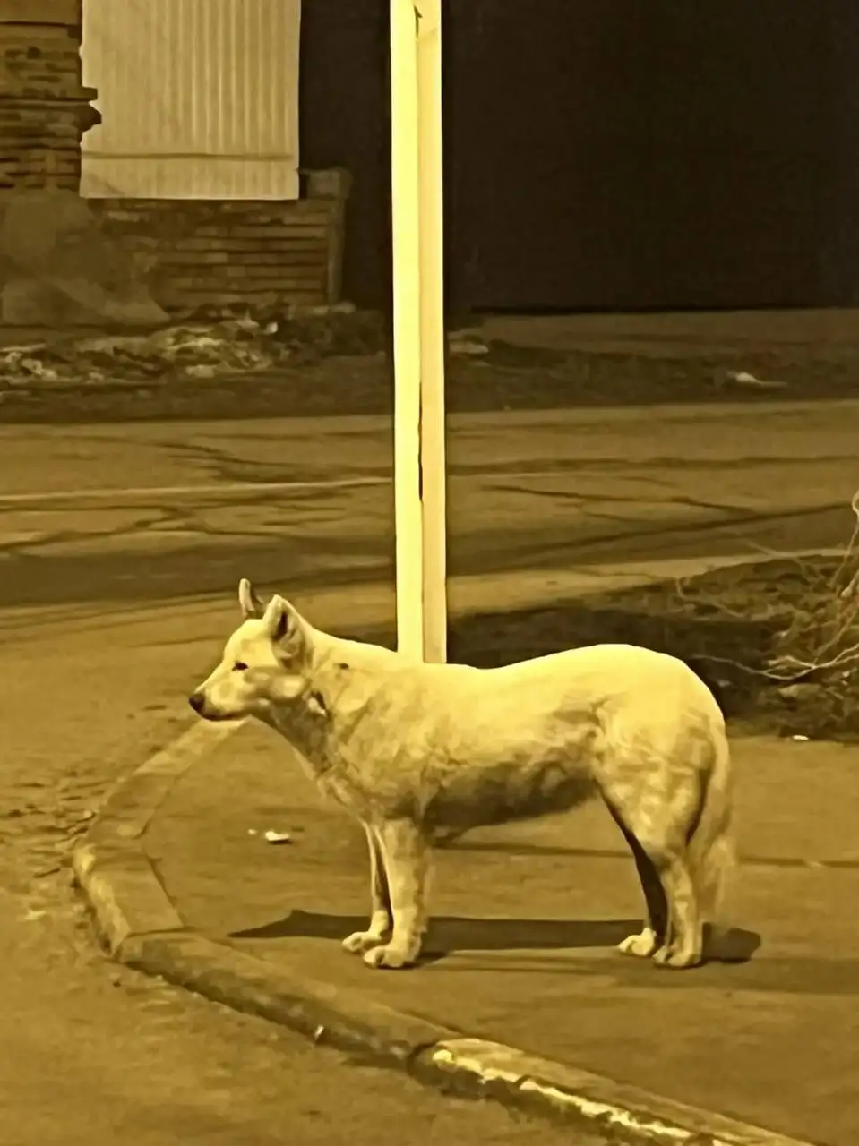 Найдена собака в районе телеграфной в Энгельсе - Найденные животные (Животные) в Энгельс