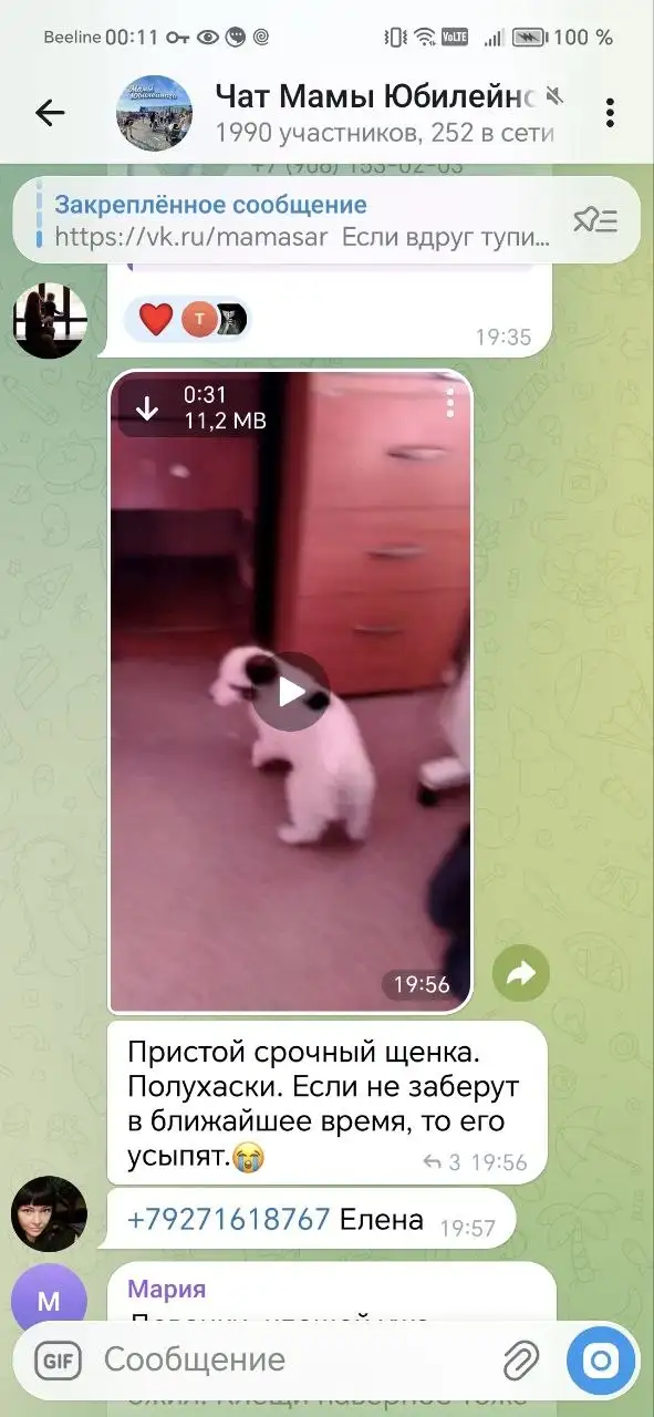 Нашли щенка в Саратове - Собаки (Животные) в Саратов