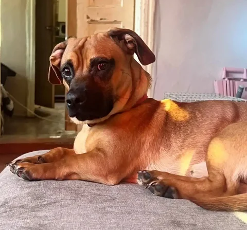 Потерялся щенок таксы в Энгельсе - частное объявление в Энгельс