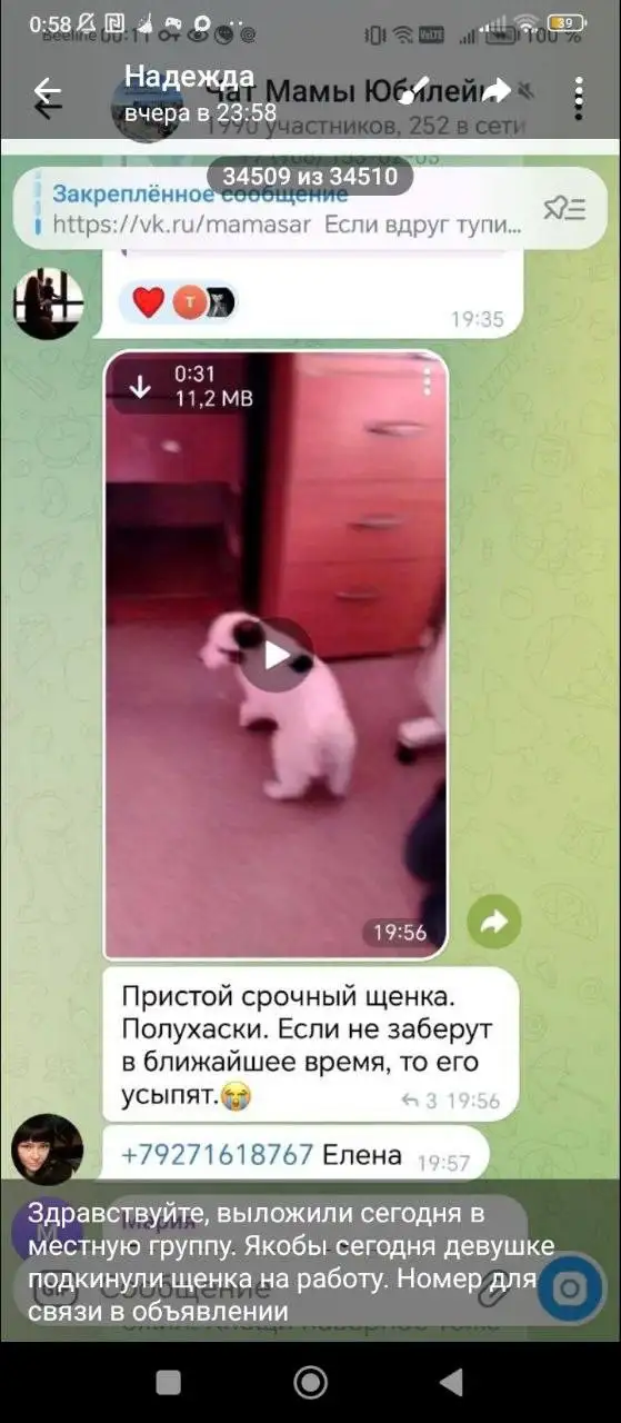 Потерянный щенок в Саратове - Потерянные животные (Животные) в Саратов