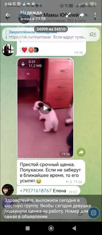 Потерянный щенок в Саратове - частное объявление в Саратов