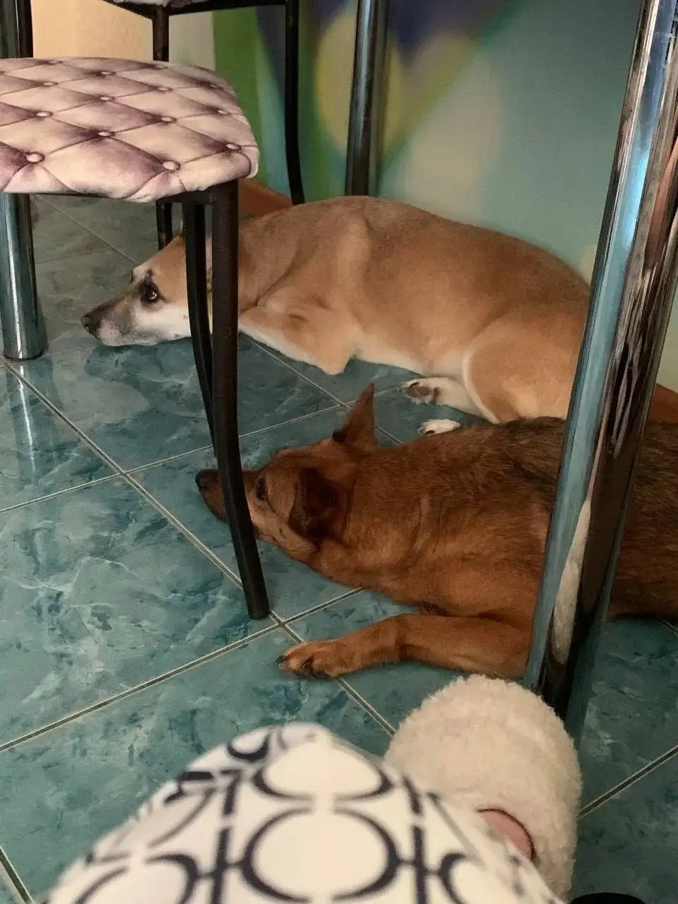 Пристрой собак Лаймы и Эли - Собаки (Животные) в Саратов