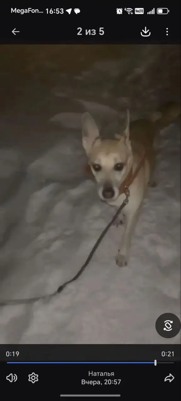 Пристрой собак Лаймы и Эли - Собаки (Животные) в Саратов