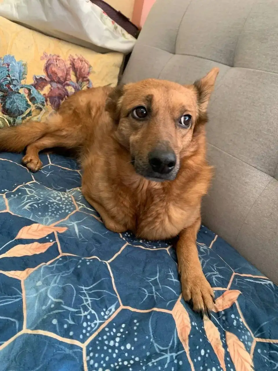 Пристрой собак Лаймы и Эли - Собаки (Животные) в Саратов