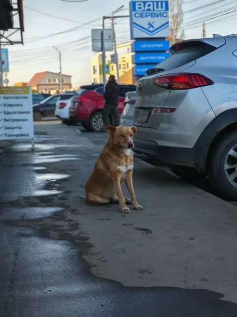 Пропала собака Мишка в Саратове - Кошки и собаки в Саратов