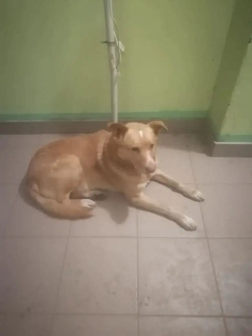 Пропала собака Мишка в Саратове - Собаки (Животные) в Саратов