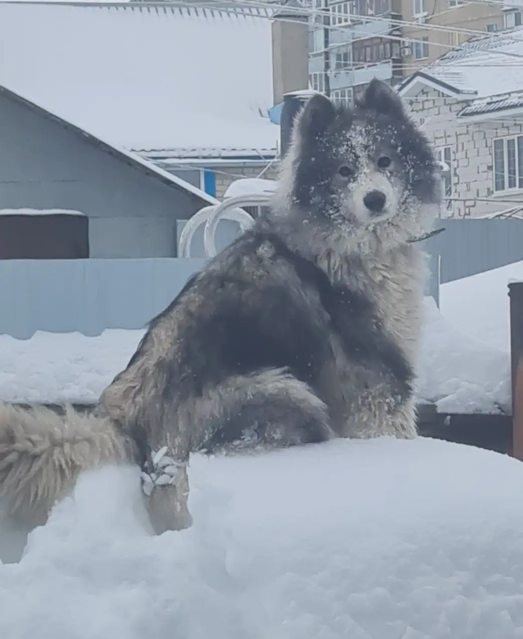 Пропала собака в районе 1 дачной - Потерянные животные (Животные) в Саратов