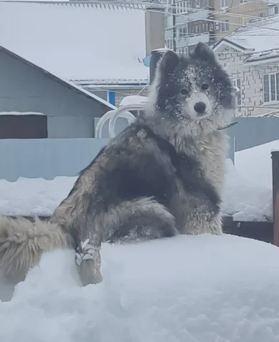 Пропала собака в районе 1 дачной - частное объявление в Саратов