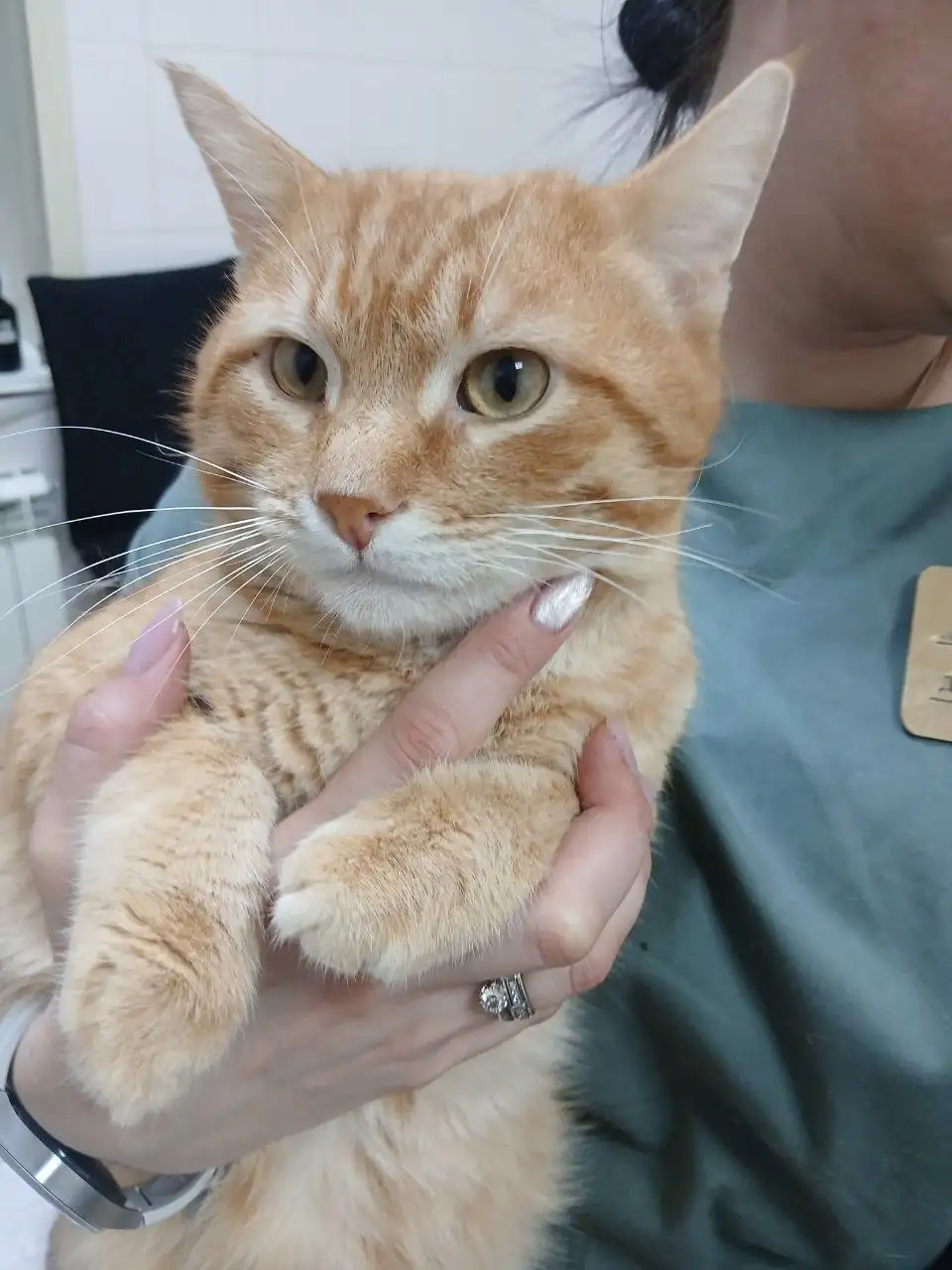 Рыжий кот Кекс ищет дом в Саратове - Кошки (Животные) в Саратов