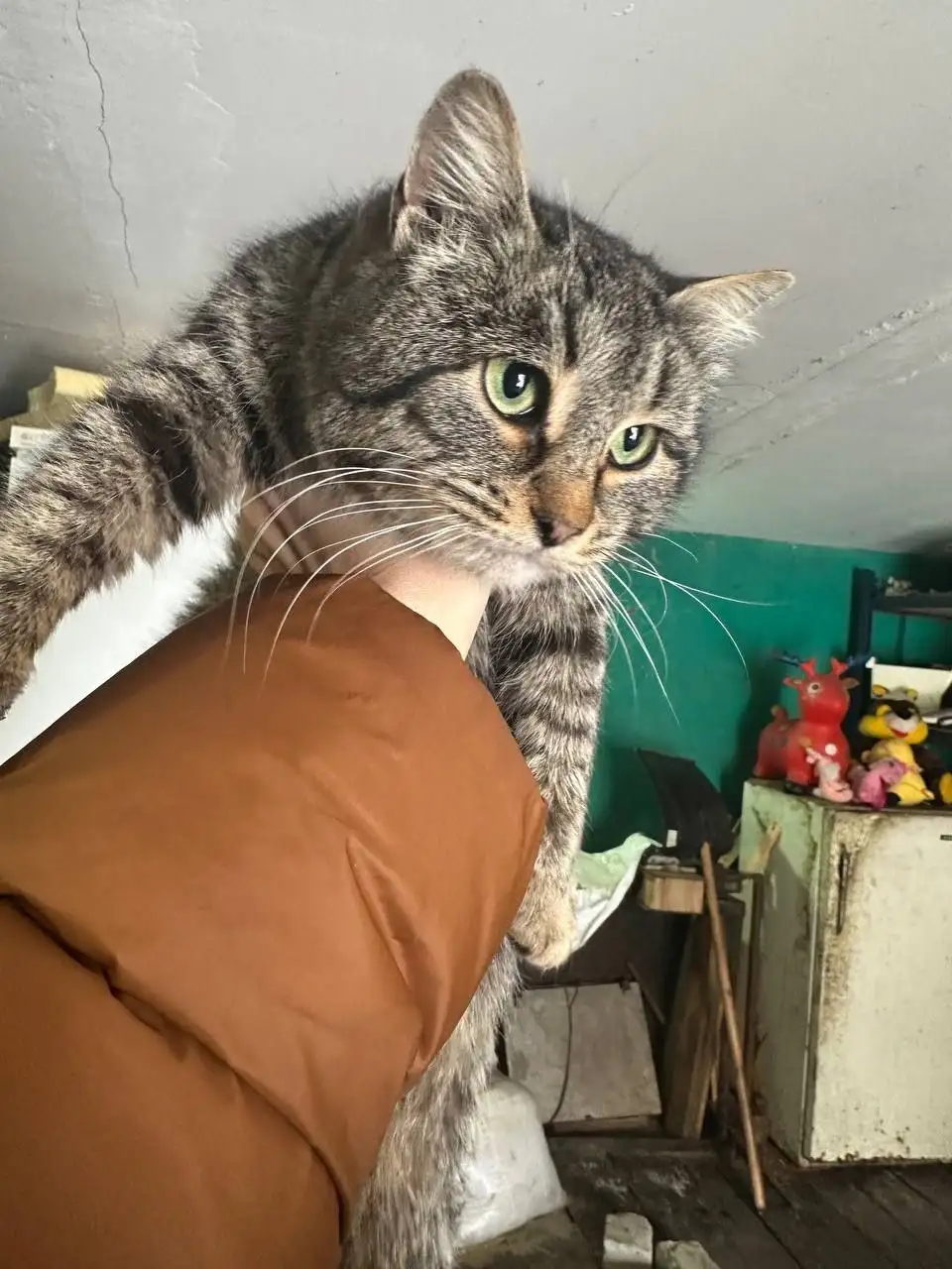 Срочно нужен дом для кошечки-подростка - Кошки (Животные) в Калининск