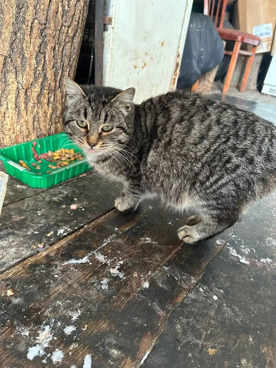 Срочно нужен дом для кошечки-подростка - Кошки (Животные) в Калининск