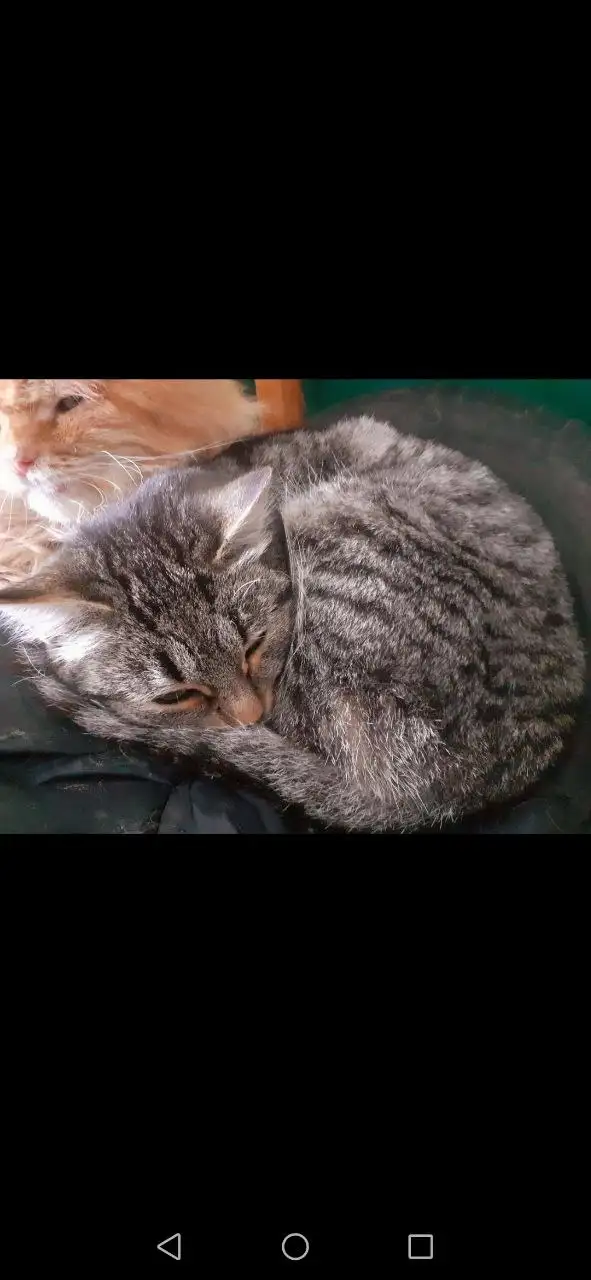 Срочно нужен дом для кошечки-подростка - Кошки (Животные) в Калининск