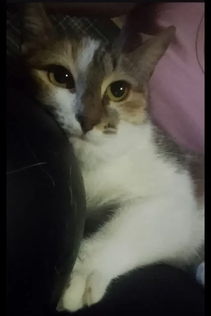 Срочно нужны добрые руки для кошечки Волги в Саратове - Поиск животных в Саратов