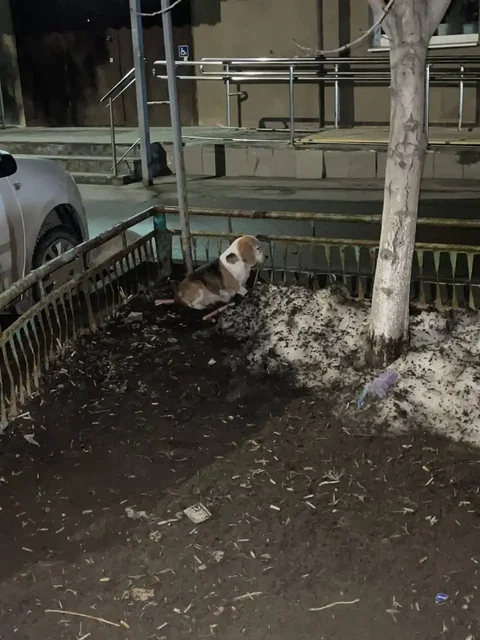 Пропавшая беременная собака в Саратове - Поиск животных в Саратов