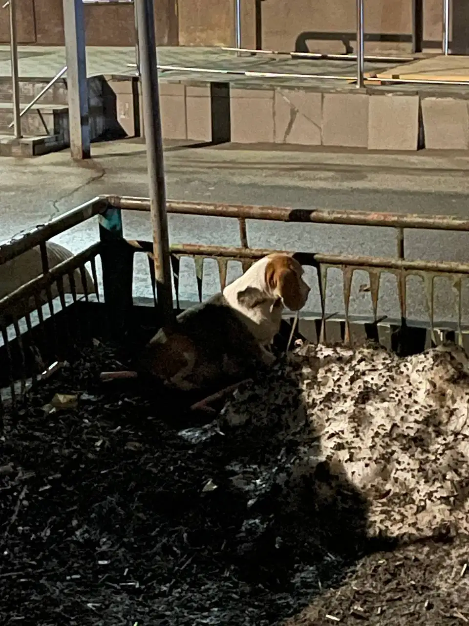 Пропавшая беременная собака в Саратове - Поиск животных (Животные) в Саратов