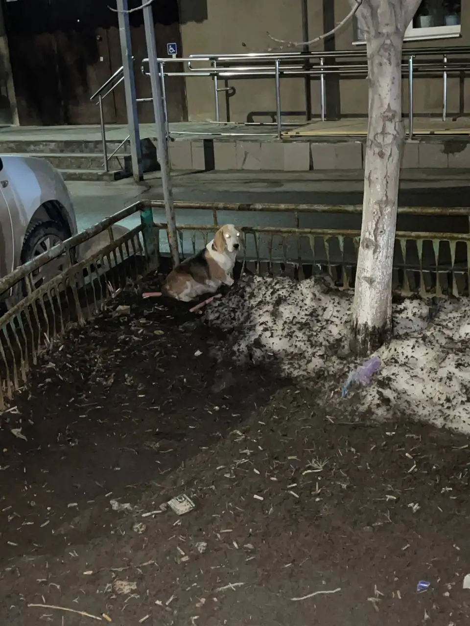 Пропавшая беременная собака в Саратове - Поиск животных (Животные) в Саратов