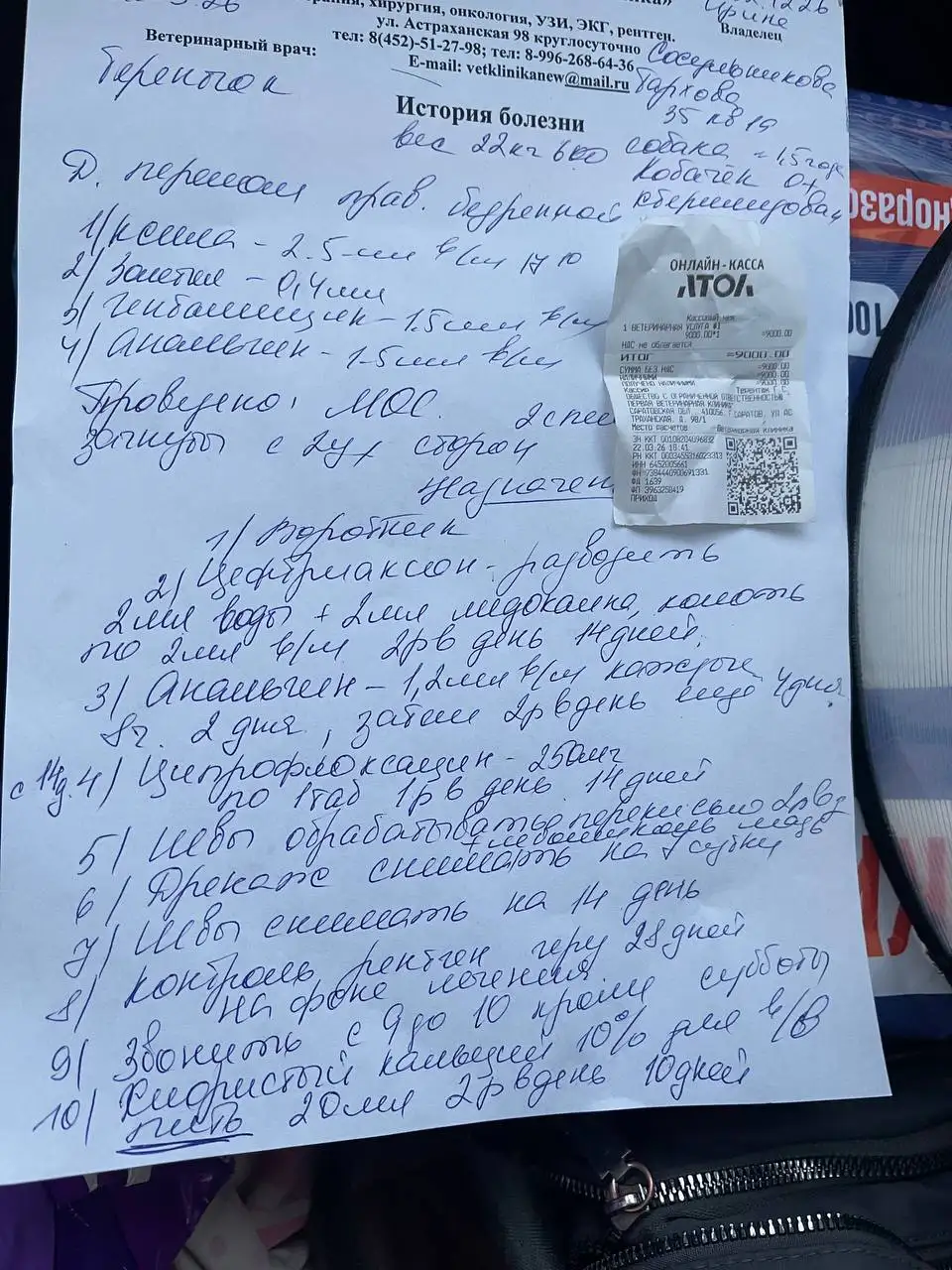 Сбор средств на лечение кабачка после ДТП - Животные в Саратов