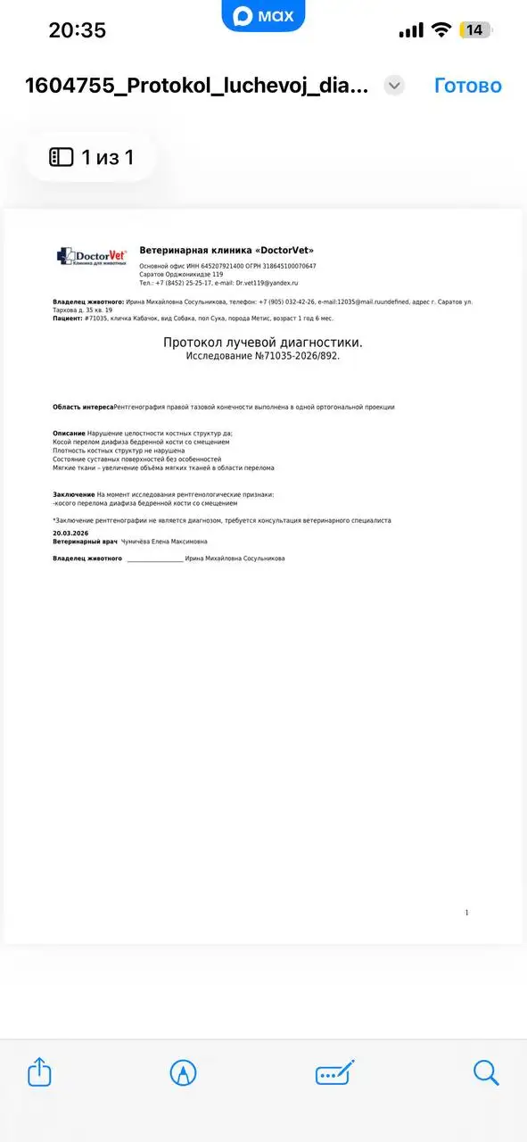 Сбор средств на лечение кабачка после ДТП - Животные в Саратов
