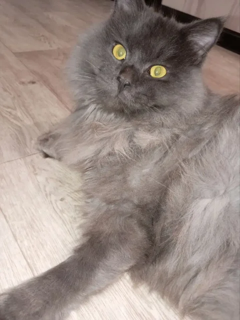 Сбор на корм для кота Оскара - Корм в Саратов