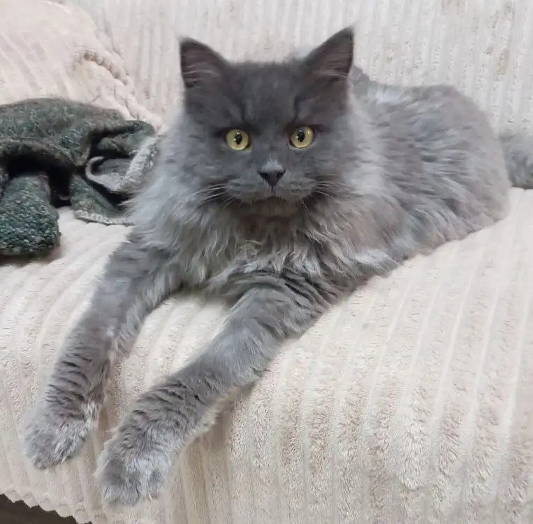 Сбор на корм для кота Оскара - Корм (Животные) в Саратов