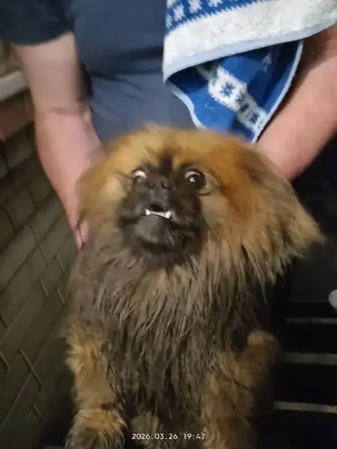 Найден рыжий кот в Энгельсе - Кошки в Энгельс