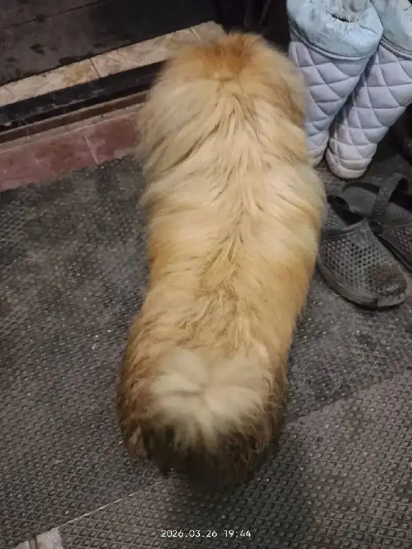 Найден рыжий кот в Энгельсе - Кошки (Животные) в Энгельс